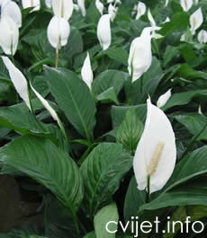 Cvijet Spatifilum - Spathiphyllum 